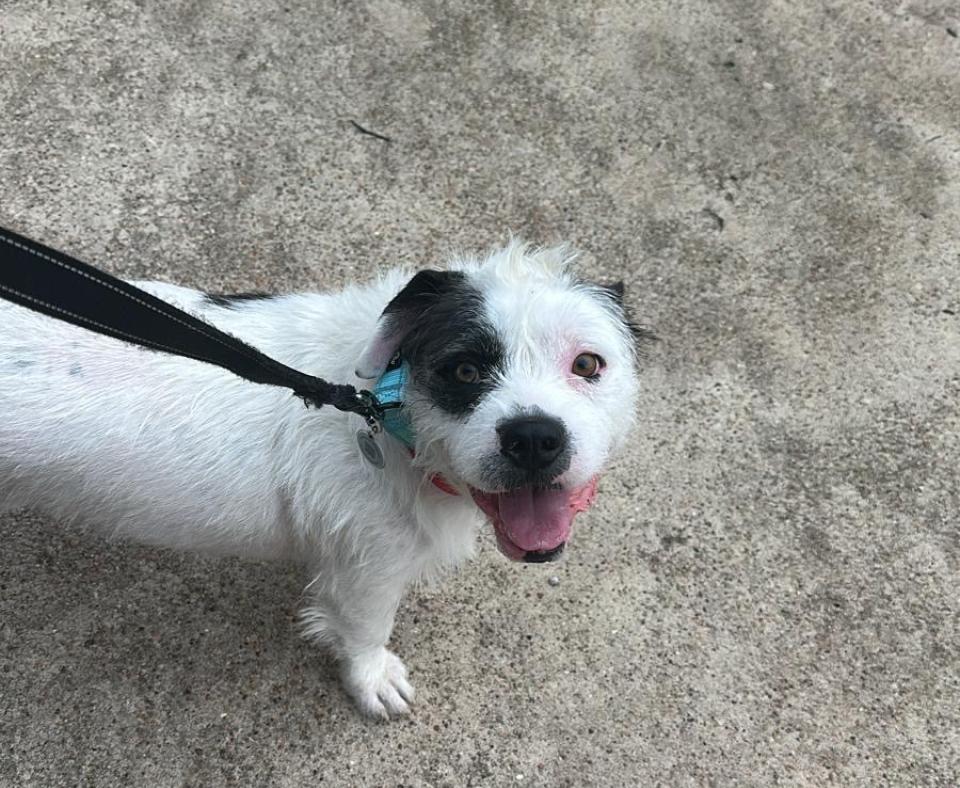 Rexie the dog smiling while outside on a walk on a leash